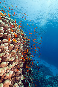 红海的鱼类和热带珊瑚礁蓝色海洋海景植物阳光盐水太阳光情调天堂珊瑚图片