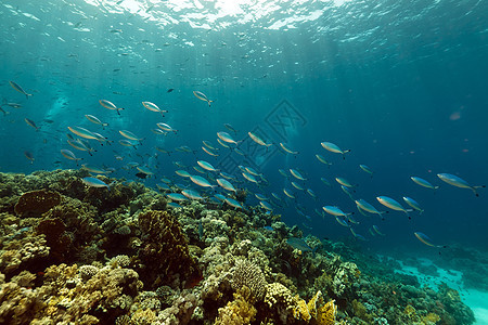 红海的鱼类和热带珊瑚礁盐水蓝色珊瑚太阳阳光情调潜水海洋场景异国图片
