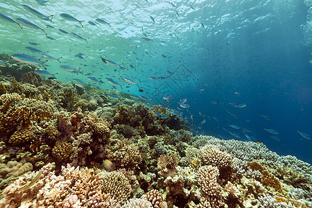 红海的鱼类和热带珊瑚礁蓝色异国海洋盐水场景天堂太阳光阳光情调射线图片