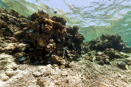 红海的鱼类和热带珊瑚礁盐水异国海洋海景射线情调场景潜水珊瑚天堂图片