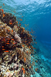 红海的鱼类和热带珊瑚礁天堂异国情调射线海景植物珊瑚盐水海洋生活图片