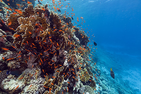 红海的鱼类和热带珊瑚礁盐水天堂海洋生活珊瑚海景潜水植物蓝色太阳光图片