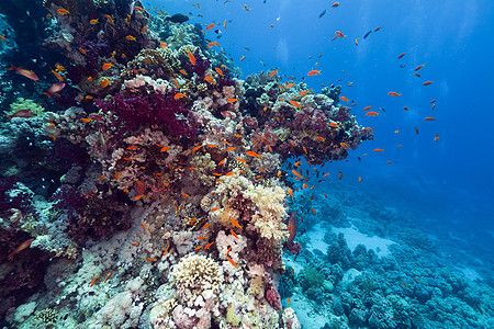 红海的鱼类和热带珊瑚礁蓝色植物盐水太阳光天堂潜水阳光太阳场景射线图片