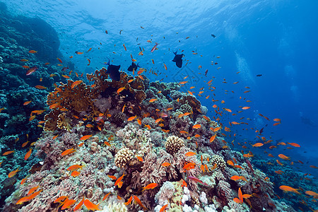 红海的鱼类和热带珊瑚礁盐水场景海洋植物海景天堂蓝色太阳光阳光珊瑚图片