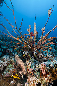 红海的鱼类和热带珊瑚礁生活植物天堂太阳蓝色潜水阳光情调珊瑚海景图片