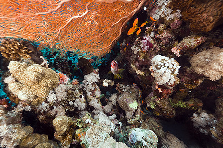 红海的鱼类和热带珊瑚礁异国盐水生活植物蓝色太阳珊瑚情调场景天堂图片
