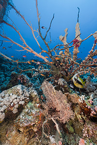 红海的鱼类和热带珊瑚礁太阳光异国阳光潜水海景天堂场景海洋珊瑚植物图片