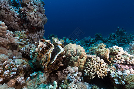 红海的巨型蛤和热带珊瑚礁海洋异国太阳蓝色情调阳光海景植物生活潜水图片