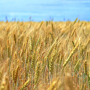 小麦田收成面包农田阳光季节生长农村国家金子小麦图片