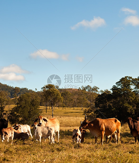 澳大利亚牛肉牛牛图片