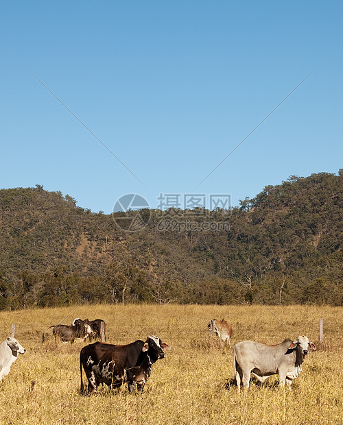 澳大利亚牛和天空肖像视图图片