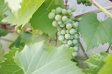 葡萄树中的纯葡萄果子植物科旋体灌木植物学植物群藤蔓浆果植物树叶图片
