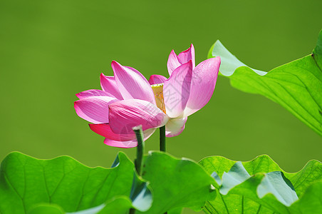 莲花在池塘中开花园艺荒野植物植物学荷花叶子冥想花园公园百合图片