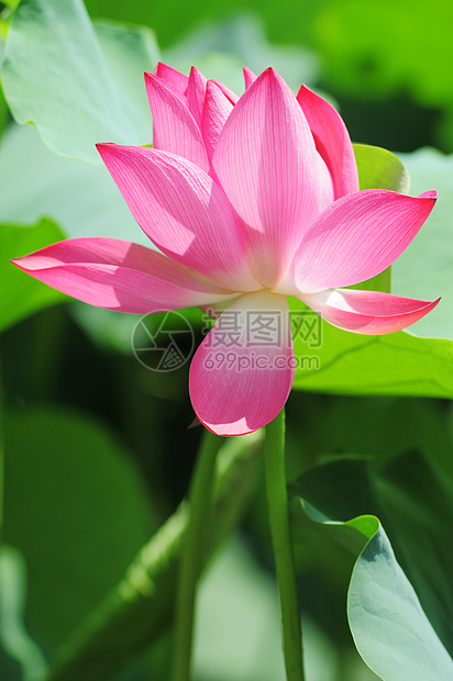 莲花在池塘中开花园艺荒野公园环境植物叶子百合精神花园荷花图片