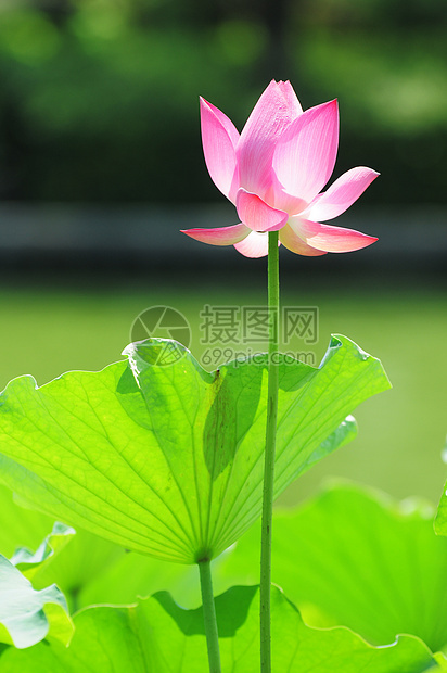 莲花在池塘中开花植物群叶子冥想精神荷花园艺植物环境公园荒野图片