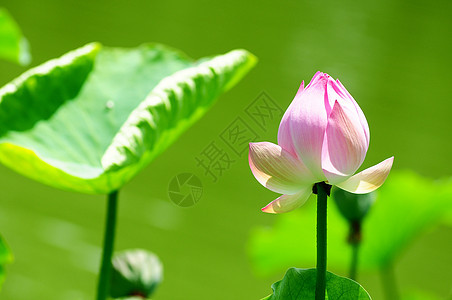 莲花在池塘中开花冥想植物植物学花园叶子公园百合荷花荒野精神图片