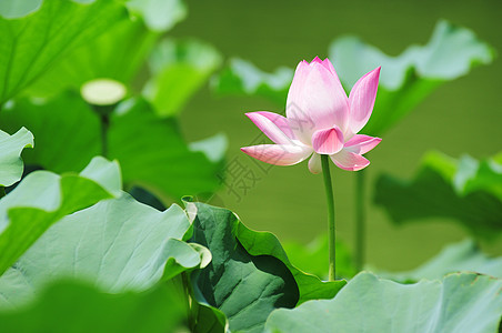 莲花在池塘中开花精神荷花百合环境园艺公园植物学叶子植物花瓣图片