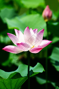 莲花在池塘中开花叶子植物花园园艺环境植物学百合植物群冥想荷花背景图片