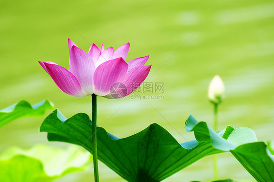 莲花在池塘中开花精神植物群冥想花园环境荷花植物公园花瓣植物学图片