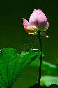 莲花在池塘中开花叶子冥想植物学植物群环境花瓣精神园艺公园荷花图片