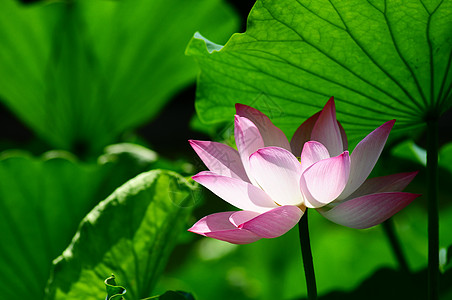 莲花在池塘中开花冥想公园园艺植物群环境百合花瓣荷花植物学精神图片