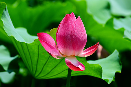 莲花在池塘中开花精神植物冥想花园植物学荷花公园叶子环境植物群图片