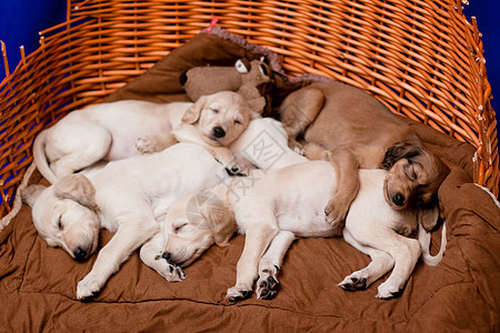 萨鲁基小狗抹布纺织品动物头发白色毛皮婴儿食肉棕色家庭图片