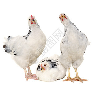 白色背景的鸡小鸡流感星星动物团体生长公鸡宠物生物工作室图片