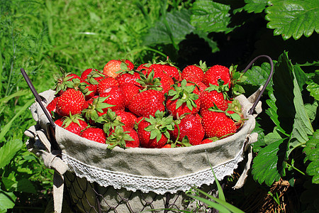 新鲜的草莓 放在篮子里小吃养分饮食农业食欲铁丝篮浆果生长富裕花园背景图片