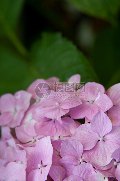 绣球花香味花序生活香气植物群叶子植物环境季节投标图片