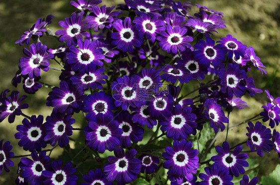 紫彩色喜悦菊科乐趣千里光区系活力花朵花蜜幸福植物图片