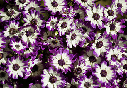 紫彩色蜜蜂花瓣幸福花粉区系植物活力极乐生长喜悦图片