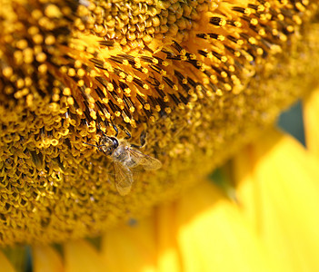 向向日葵宏观拍摄的蜜蜂图片