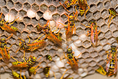 黄蜂巢昆虫警告六边形夹克蜂窝野生动物臭虫漏洞天线荒野图片