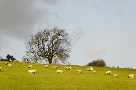 冬天在田野里放羊羊毛动物农村草地羊肉场地乡村天空风景爬坡图片