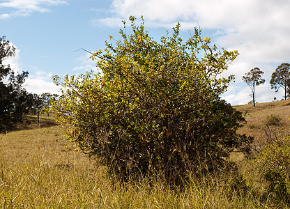 澳洲灌木柠檬树图片