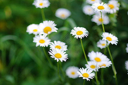 甘菊新鲜花花花园草地美丽荒野草本植物洋甘菊绿色植物雏菊场地生态图片