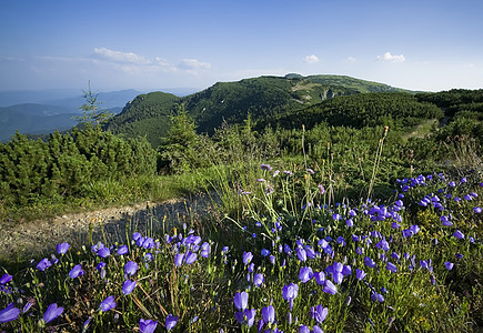 夏山上的鲜花图片