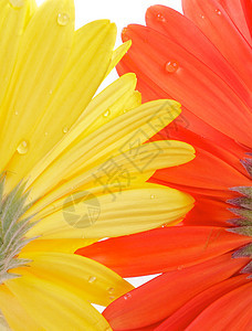 Gerbera 从下图片