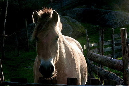 马匹肖像白马蓝色棕色骑术天空马术背景骑马鬃毛图片