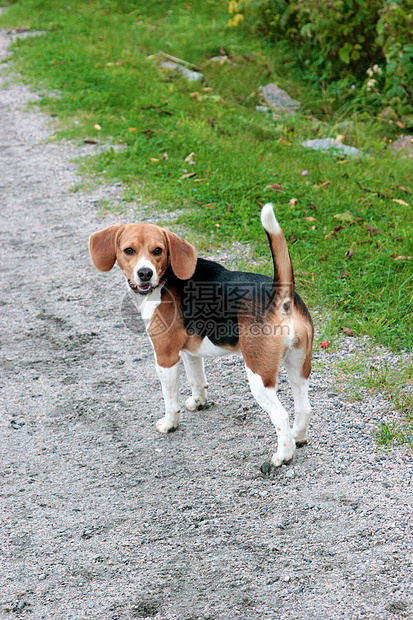 狗猎犬训练竞赛赛跑运动赛车课程跳跃跑道小狗图片