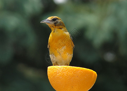 巴尔的摩奥里奥尔翅膀橙子野生动物女性鸣禽荒野橙鸟鸟类金莺羽毛图片