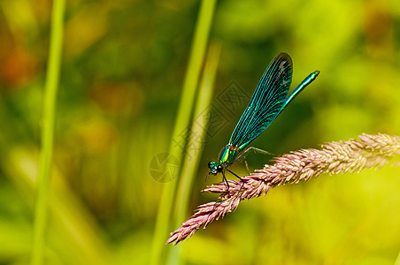 美丽多彩的舞女 卡洛佩里克斯男性翅膀荒野眼睛昆虫少女叶子农村蜻蜓野生动物图片