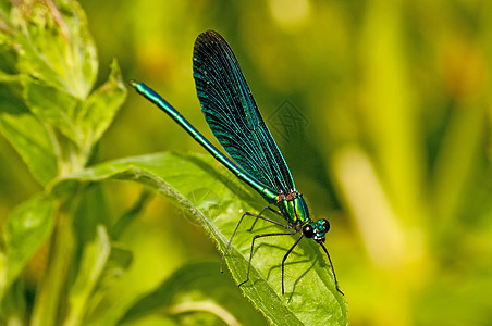 美丽多彩的舞女 卡洛佩里克斯蓝色叶子眼睛少女绿色野生动物农村昆虫宏观生活图片