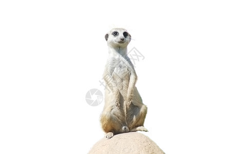 Meerkat 在白沙漠野生生物上被孤立的肖像图片