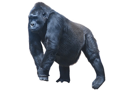近身的黑毛大猩猩 孤立在白色上生活男人动物园动物荒野黑色野生动物银背女性灵长类图片