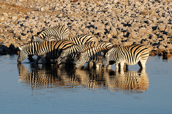 Zebras饮用水 Okaukeujo水井野生动物荒野动物群哺乳动物动物图片