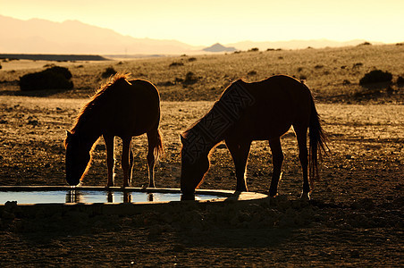 纳米布野马沙漠动物群日出荒野动物日落哺乳动物太阳全景野生动物图片