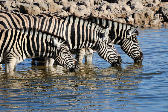 Zebras饮用水 Okaukeujo水井哺乳动物动物动物群荒野野生动物图片