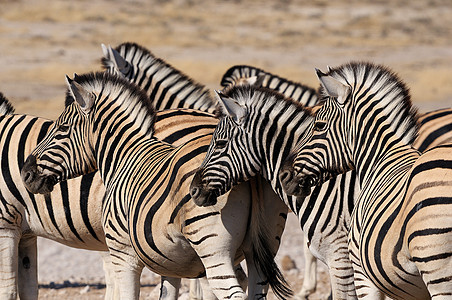 Zebra牧区 纳米比亚Etosha图片